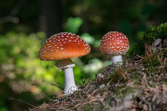 17 Ways Fungi Netflix Can Make You Rich