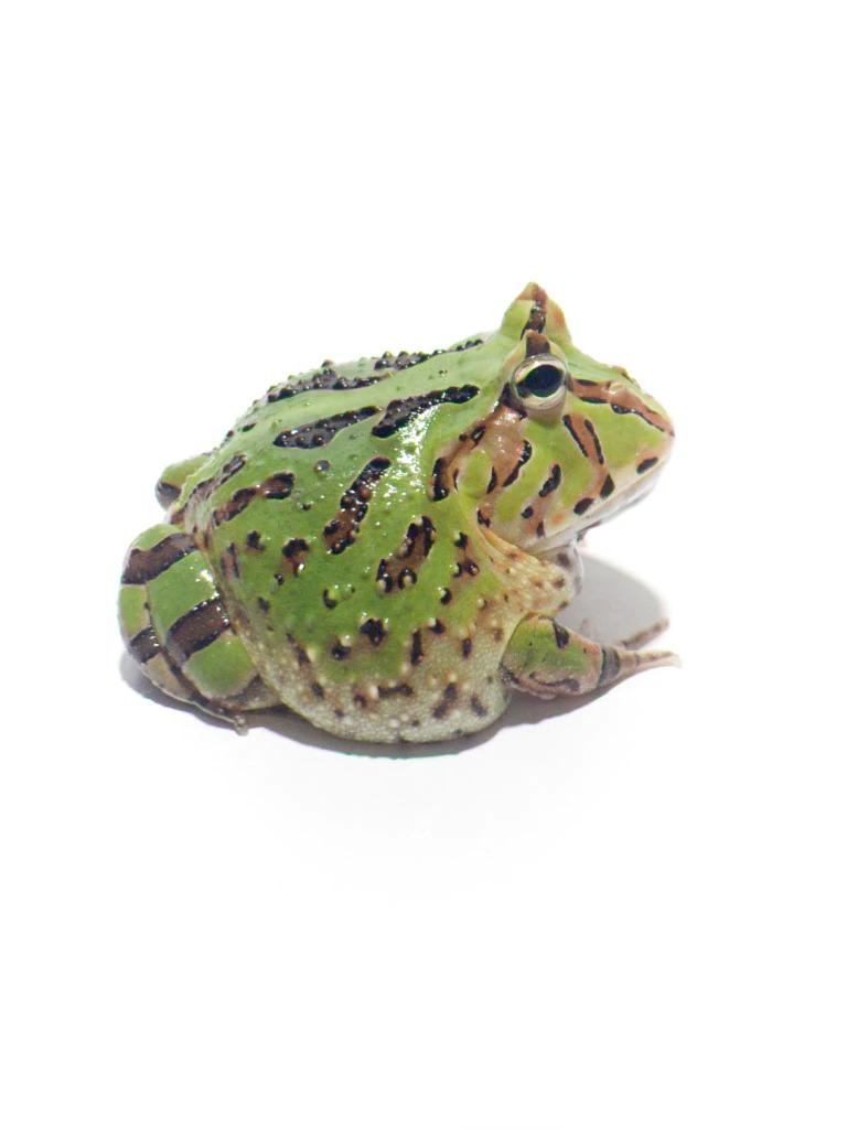 Things To Keep In Mind Before Buying a Frog as a Pet