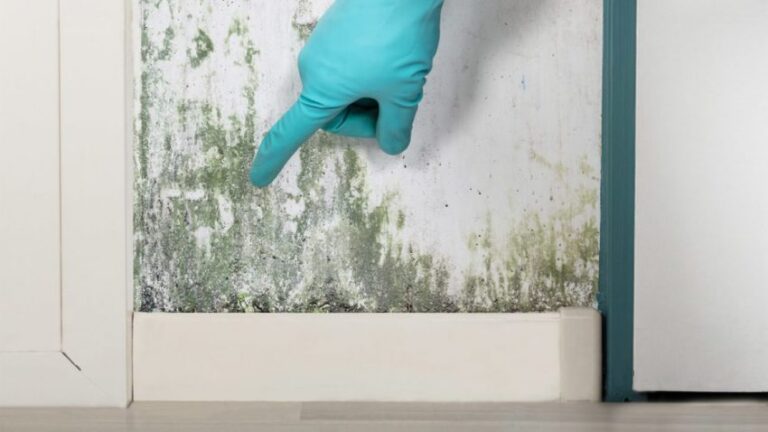 The Complete Guide to Cleaning and Removing Mold