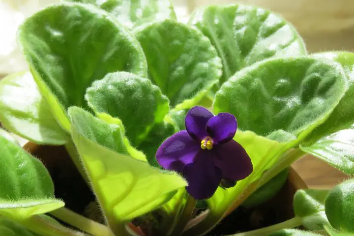 African Violet: Plant Care & Growing Guide