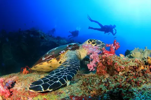 Everything About Scuba Diving