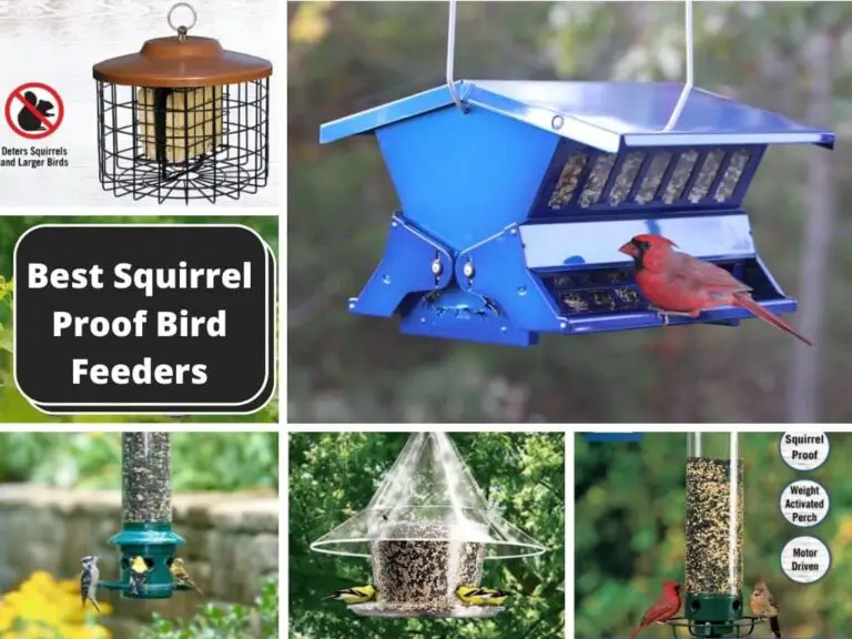 Best Squirrel Proof Bird Feeders