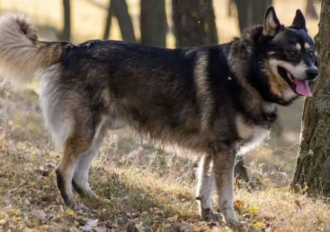 German Shepherd Husky Mix