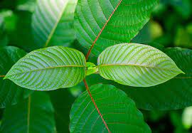 Best Platform is known as reasonable kratom sale