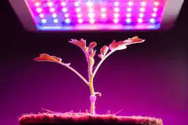 Horticultural Grow Light Market-3b9aedaf