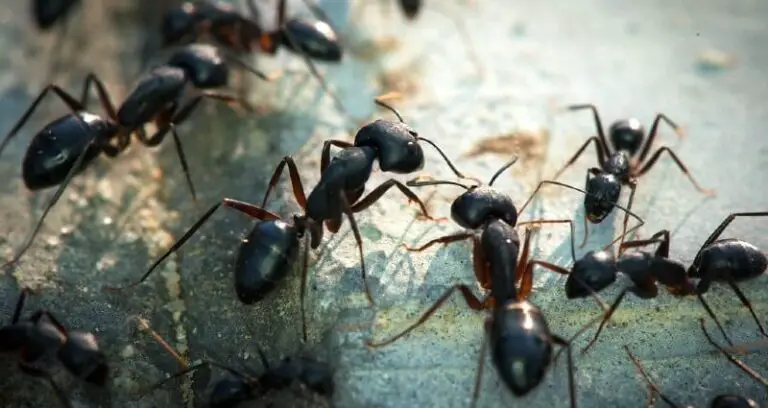 How To Get Rid Of Carpenter Ants In Your Ann Arbor?