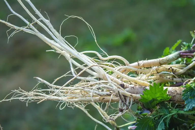 Nettle Root Extract Market to Reach US$ 2367.37 million by 2030