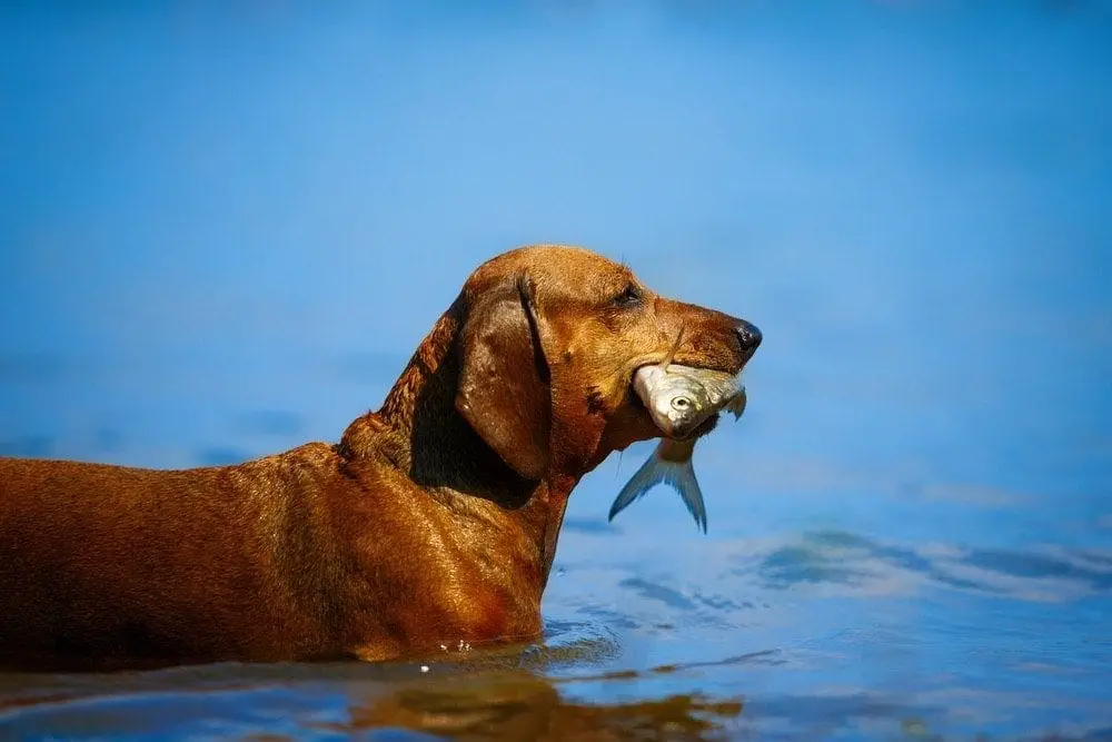 dog-in-water-eating-fish-953fb4b1