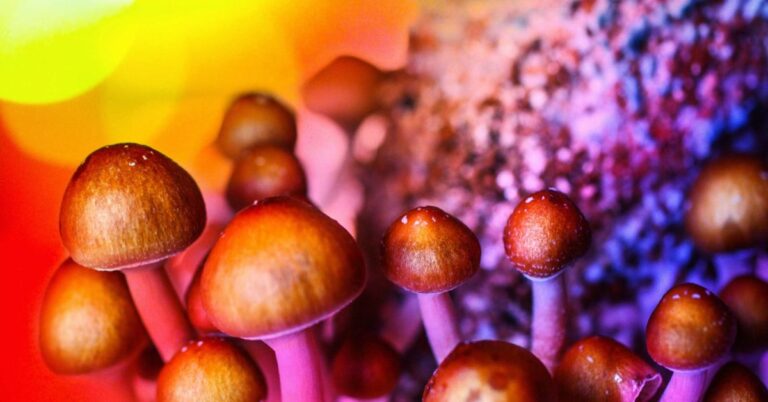 Drug Addiction – Information On Magic Mushrooms