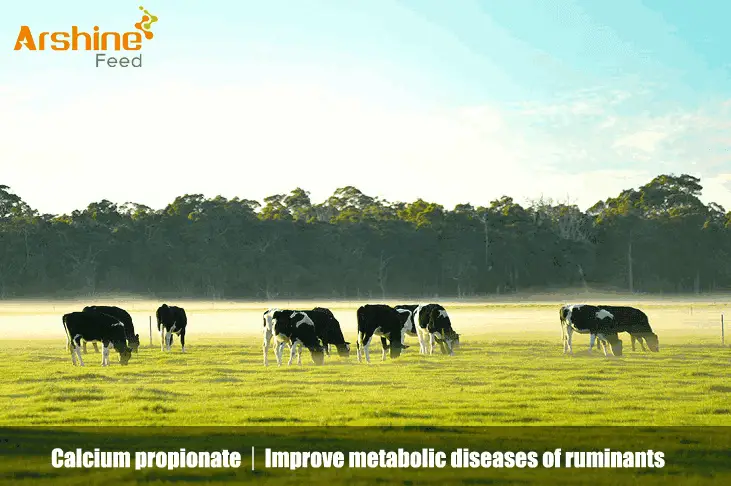 Calcium propionate｜Improve metabolic diseases of ruminants