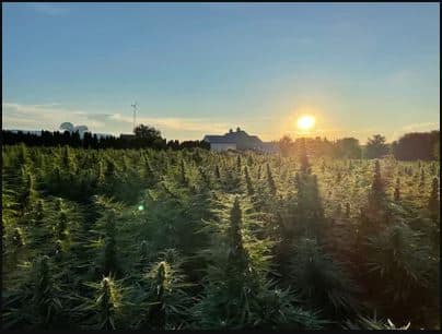 STARTING A HEMP FARM NEAR ME | Lancashire Hemp