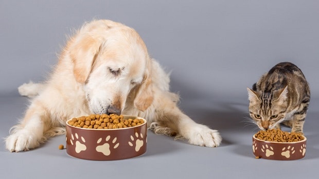 Global Pet Food Market Size, Segments, Outlook, and Revenue Forecast 2022-2028: Ken Research