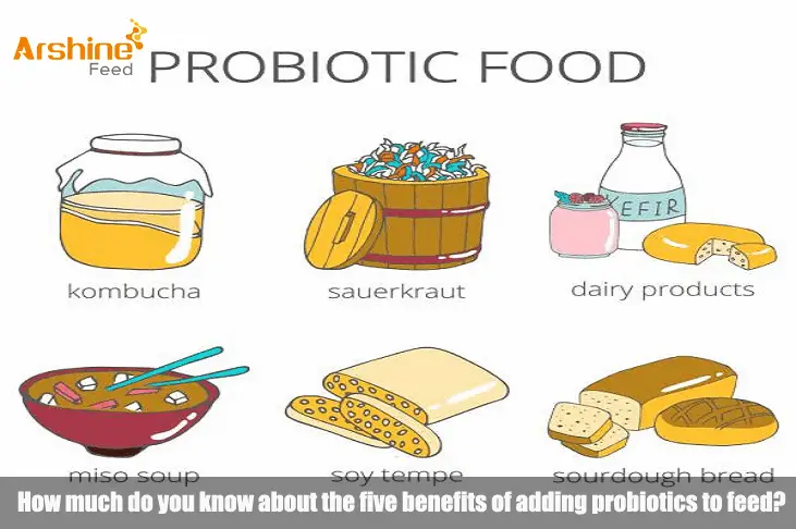 How much do you know about the five benefits of adding probiotics to feed?