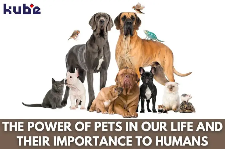 The Power Of Pets In Our Life And Their Importance To Humans