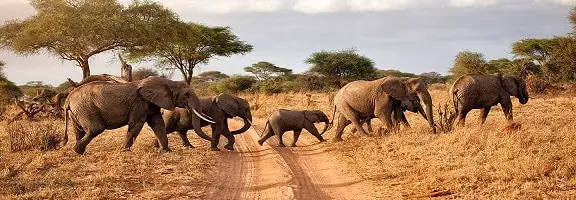 Tanzania Wildlife Safaris to Explore the Greenery and Rich Heritage of Africa