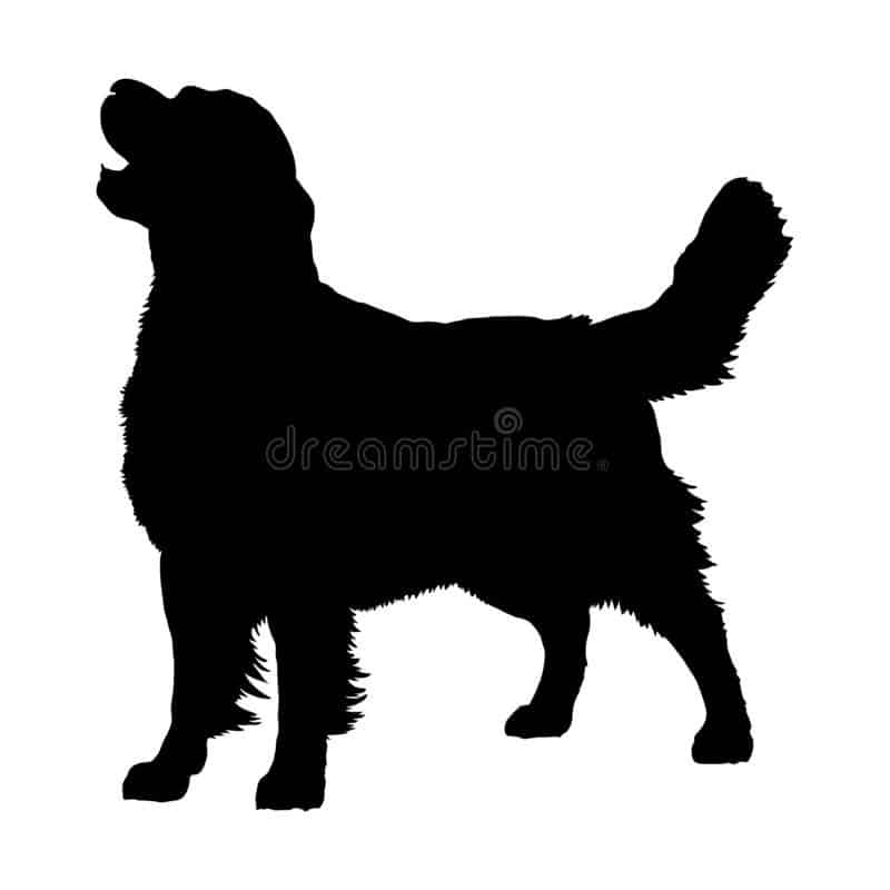 golden-retriever-silhouette-white-background-vector-illustration-134764705-16d3fdf6