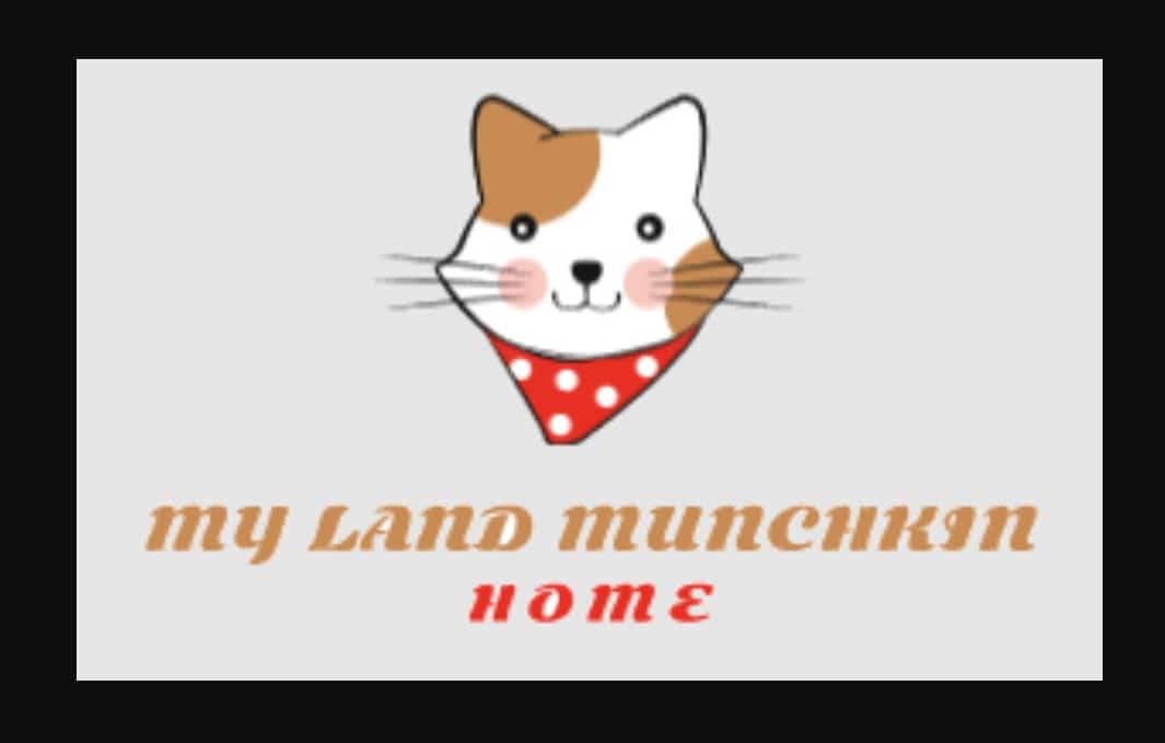 munchkin cats for sale-bd2f067e