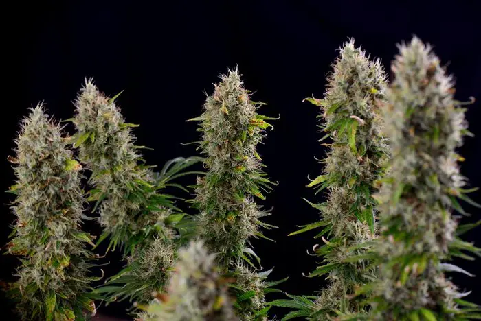 Hybrid Strain: What Is The Best Hybrid Strain