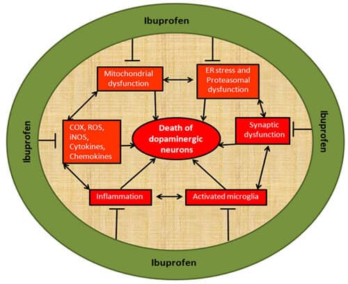 2 Mechanism of action of Ibuprofen-c92f67d8