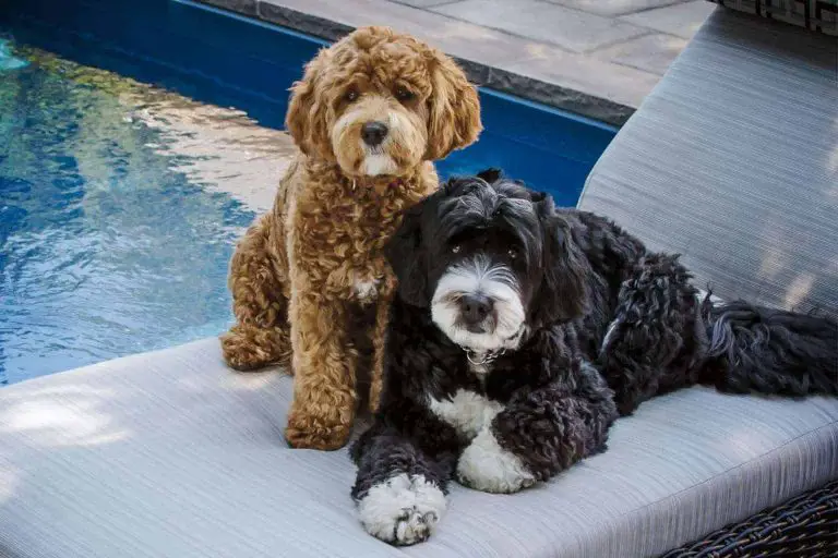 Bernedoodle Temperament