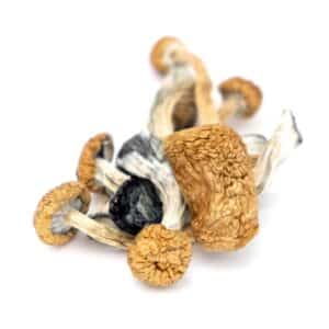 Psilocybin Therapy: What Is It And How it Works?