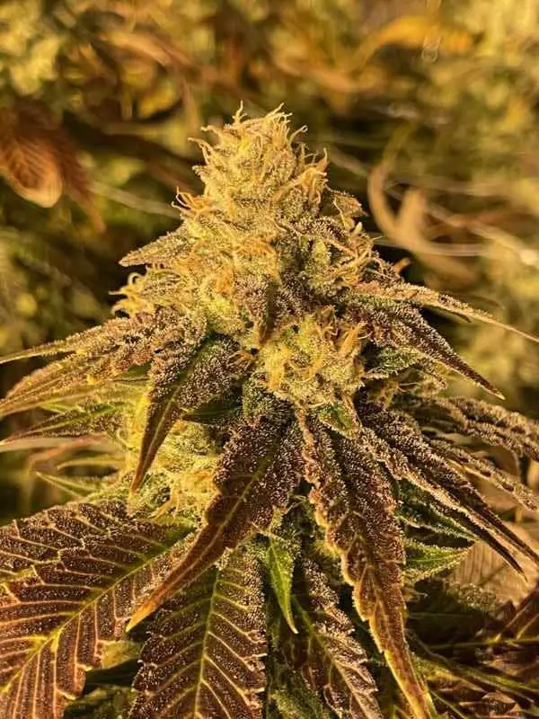 A Complete Guide On Citradelic Sunset Seeds