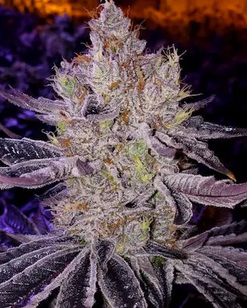 Various Things To Know About Fast-Growing Ethos Genetics Strains