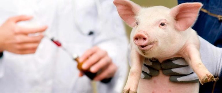 Swine Vaccine Market Growth Opportunity, Size 2023