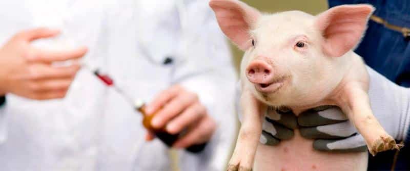 Swine Vaccine Market-739ca04d