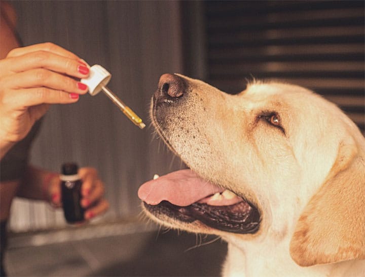 Medications For The Food and Environmental Allergies in Your Dog