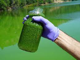 Can Klamath blue green algae be consumed by people with certain medical conditions?