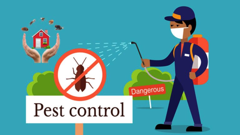 Pest Control Services In Sharjah – How To Choose The Right One