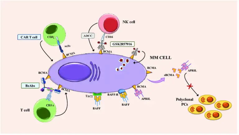 B-cell Maturation Antigen (BCMA) Targeted Therapies Market, 2023-2028 by Segmentation: Based on Product, Application and Region