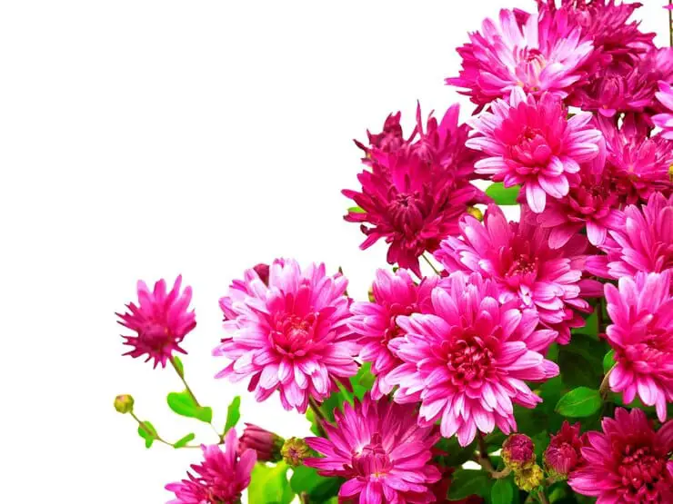 Chrysanthemum