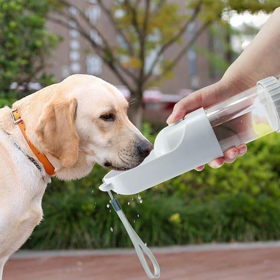 Dental water for dogs