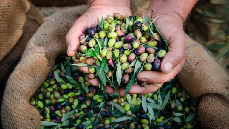 The history and cultural significance of olive oil in Mediterranean countries