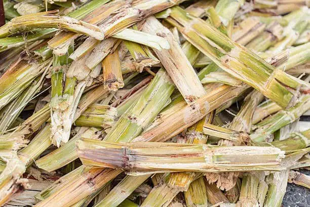 Sugarcane Bagasse Market