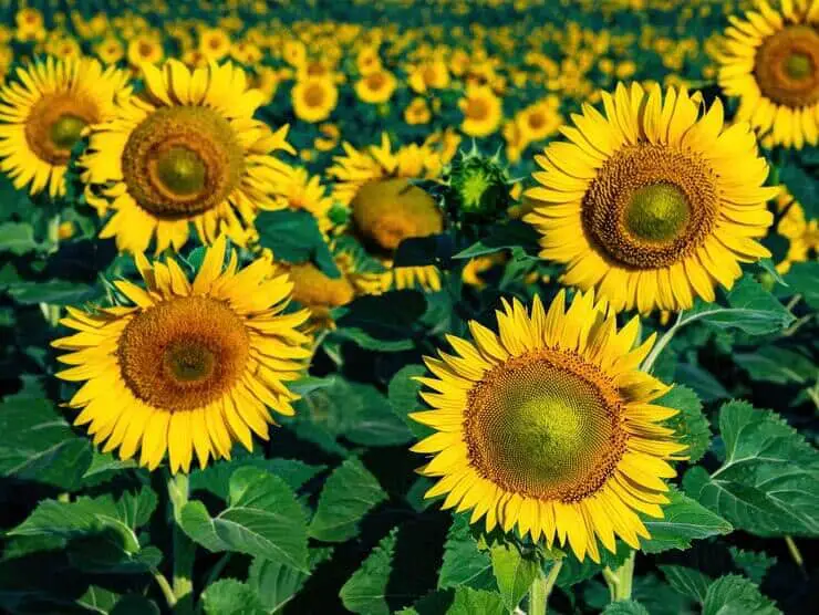 Symbolism, Meaning, and History of the Sunflower