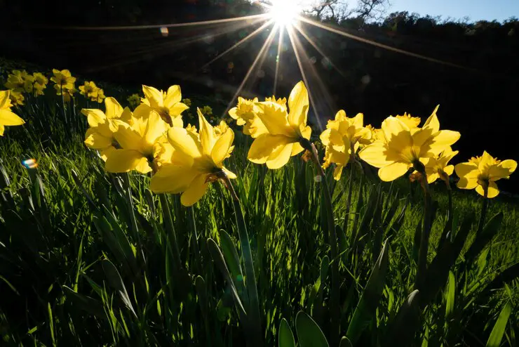 aries-birth-flowers