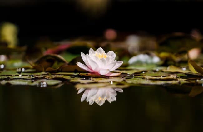 Cancer Birth Flowers