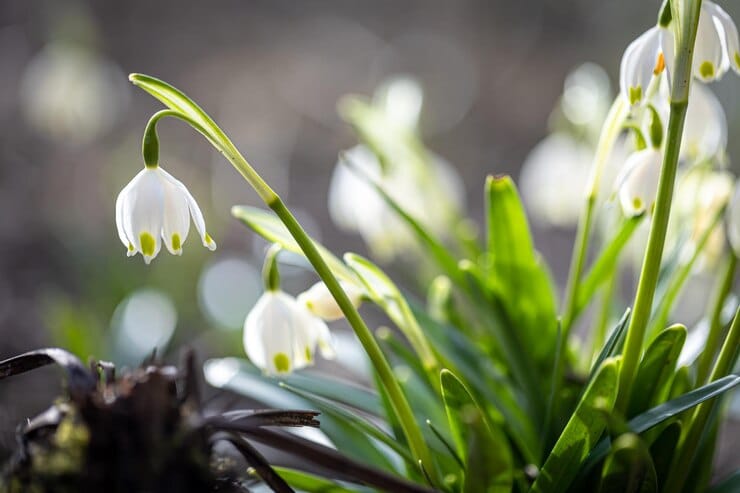 snowdrops