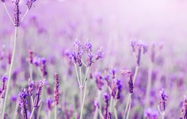 Gemini Birth Flowers