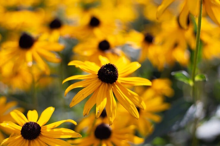 yellow-fowers