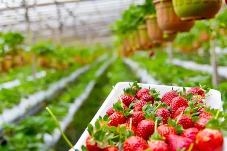Benefits of Hydroponics & Its Impact on Agriculture