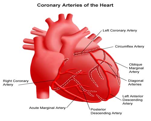 How Does a Bypass Surgery Help the Heart?