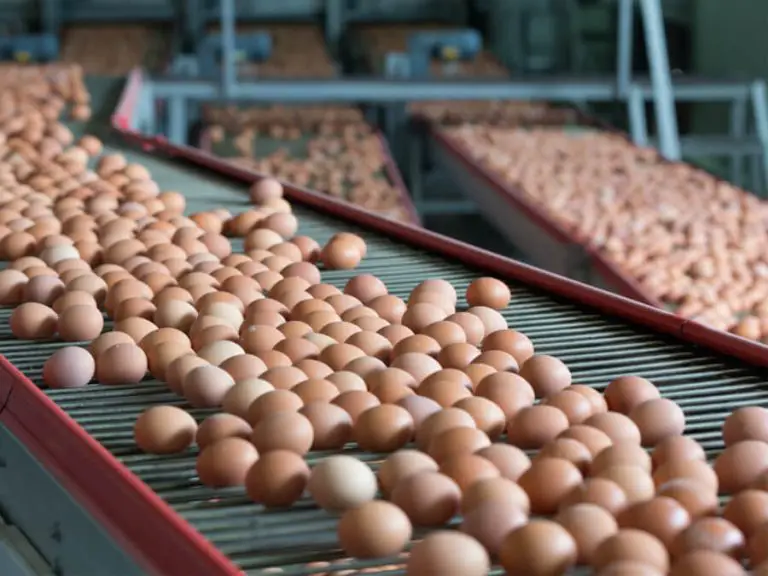 Egg Processing Machine Market Global Industry Analysis, size, share and Forecast 2023-2030