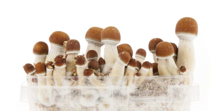 Where You Can Buy Golden Teacher Mushroom Grow Kit