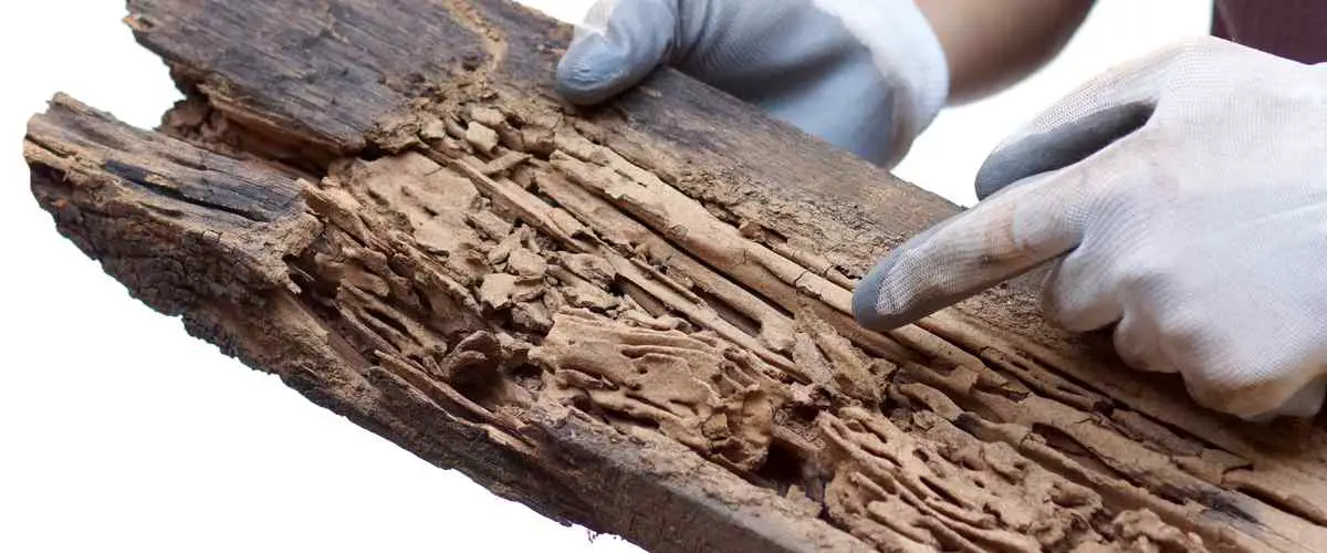 How-To-Get-Rid-Of-Termites-In-Wood-1