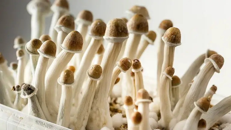 How Should I Safely Use Penis Envy Mushrooms?