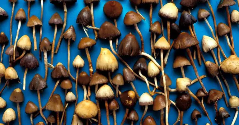 Magic Mushrooms: Where Can I Buy Magic Mushrooms Online?